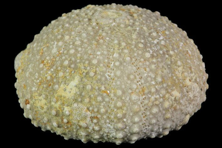 Psephechinus Fossil Echinoid (Sea Urchin) - Morocco #69839